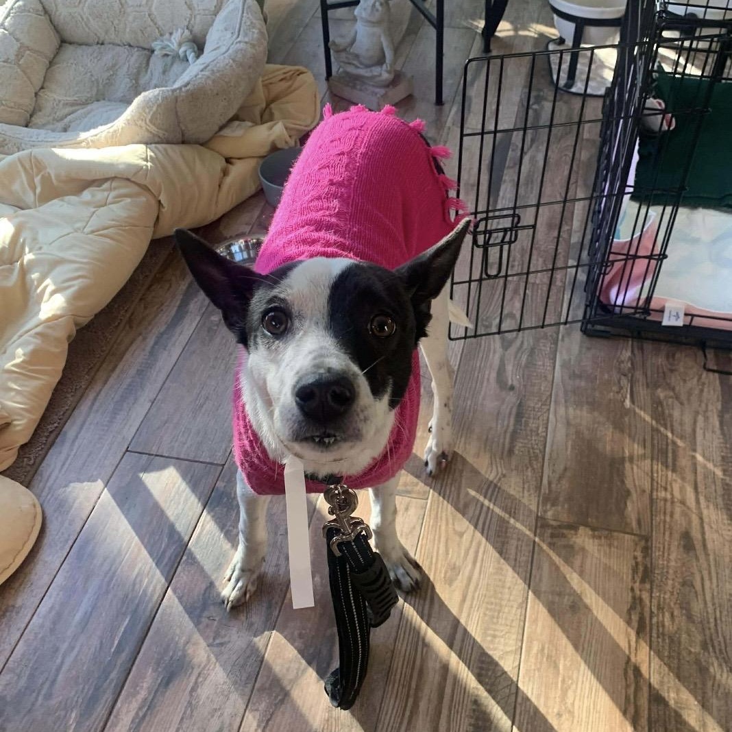 Enlarge Reba aka Dodgette, a Adoptable Mixed Breed in Westwood, NJ image 4/6