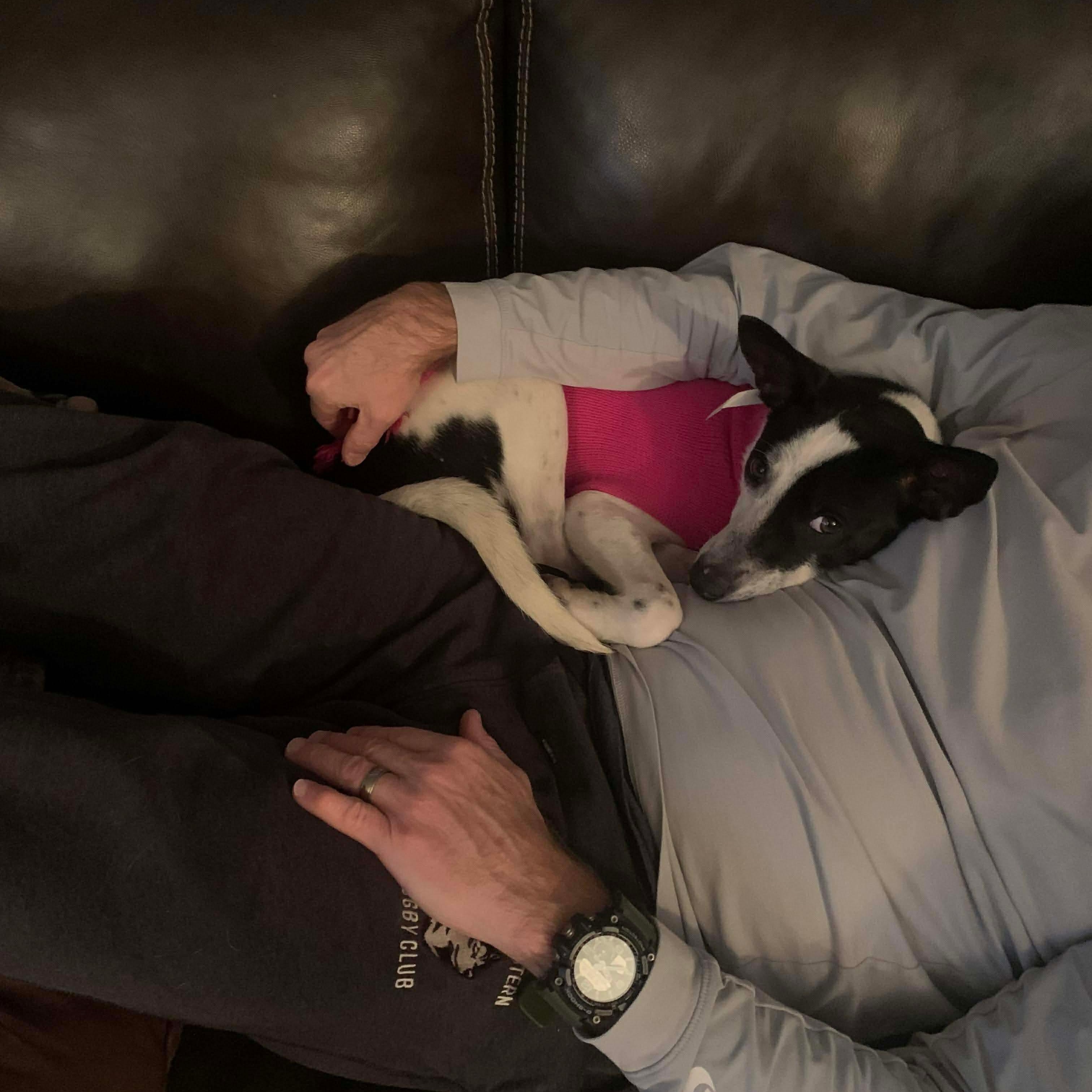 Enlarge Reba aka Dodgette, a Adoptable Mixed Breed in Westwood, NJ image 6/6