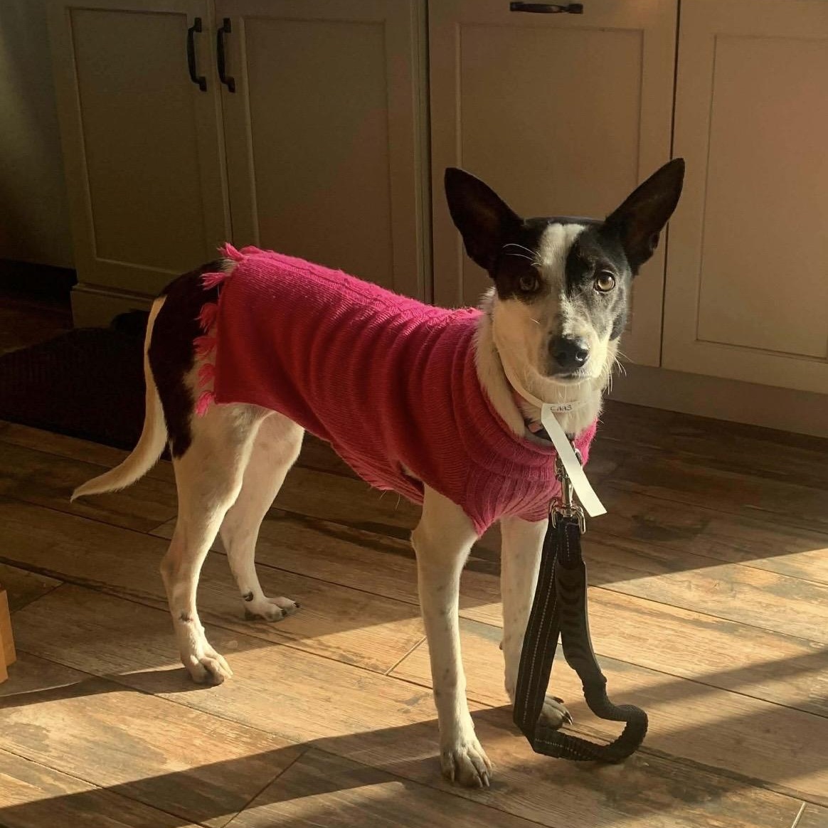 Enlarge Reba aka Dodgette, a Adoptable Mixed Breed in Westwood, NJ image 1/6