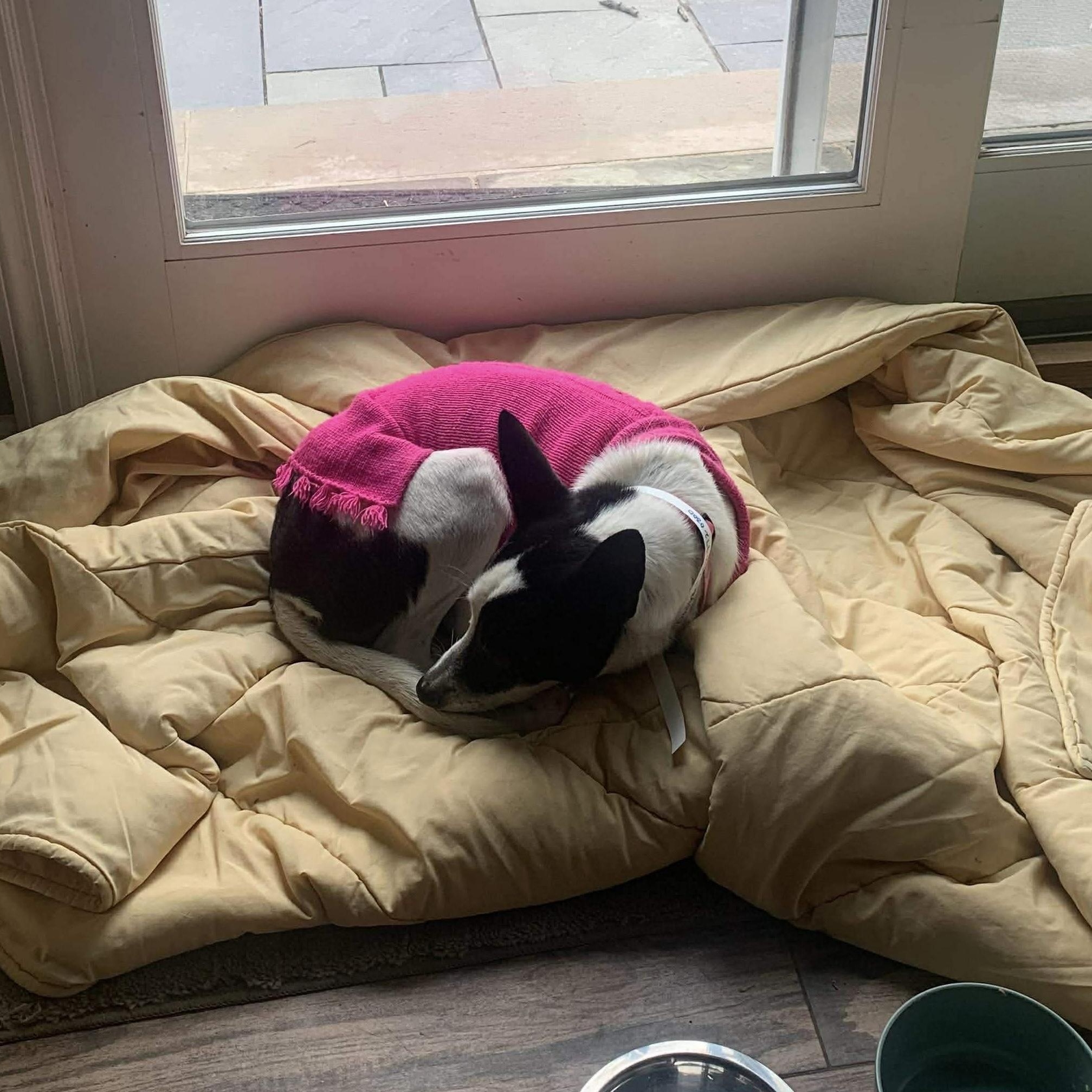 Enlarge Reba aka Dodgette, a Adoptable Mixed Breed in Westwood, NJ image 5/6