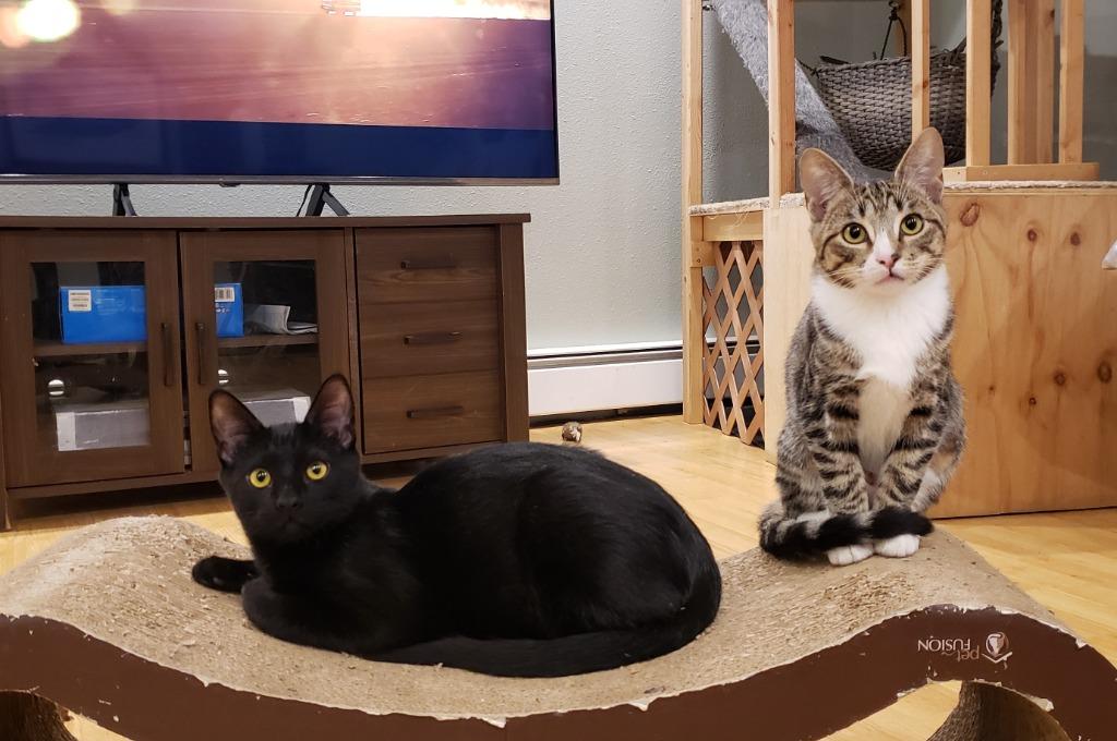 Enlarge Kaito now Finch, a Adoptable mixed breed in Palmer, AK image 4/6