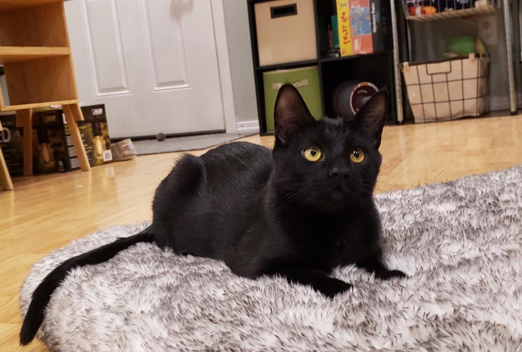 Enlarge Kaito now Finch, a Adoptable mixed breed in Palmer, AK image 5/6