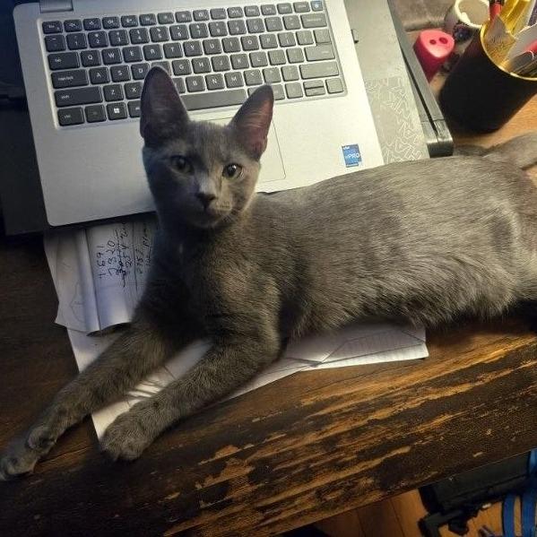 Enlarge Eros, a Adoptable Domestic Short Hair in Pikesville, MD image 1/3