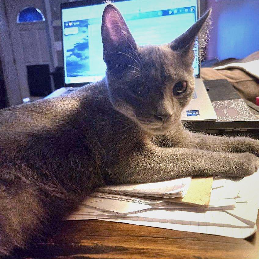 Enlarge Eros, a Adoptable Domestic Short Hair in Pikesville, MD image 2/3