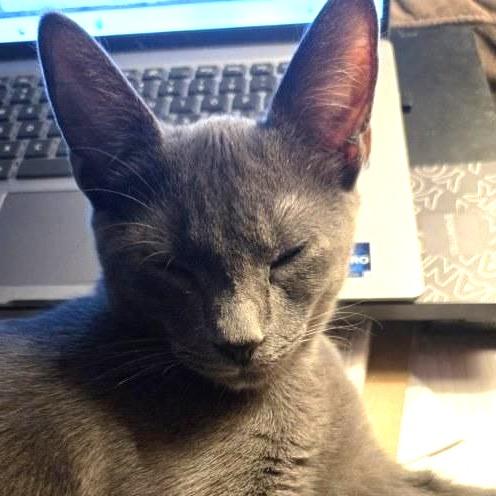 Enlarge Eros, a Adoptable Domestic Short Hair in Pikesville, MD image 3/3