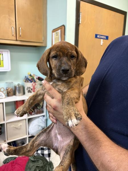 Iris, Adoptable, Puppy Female Basset Hound.