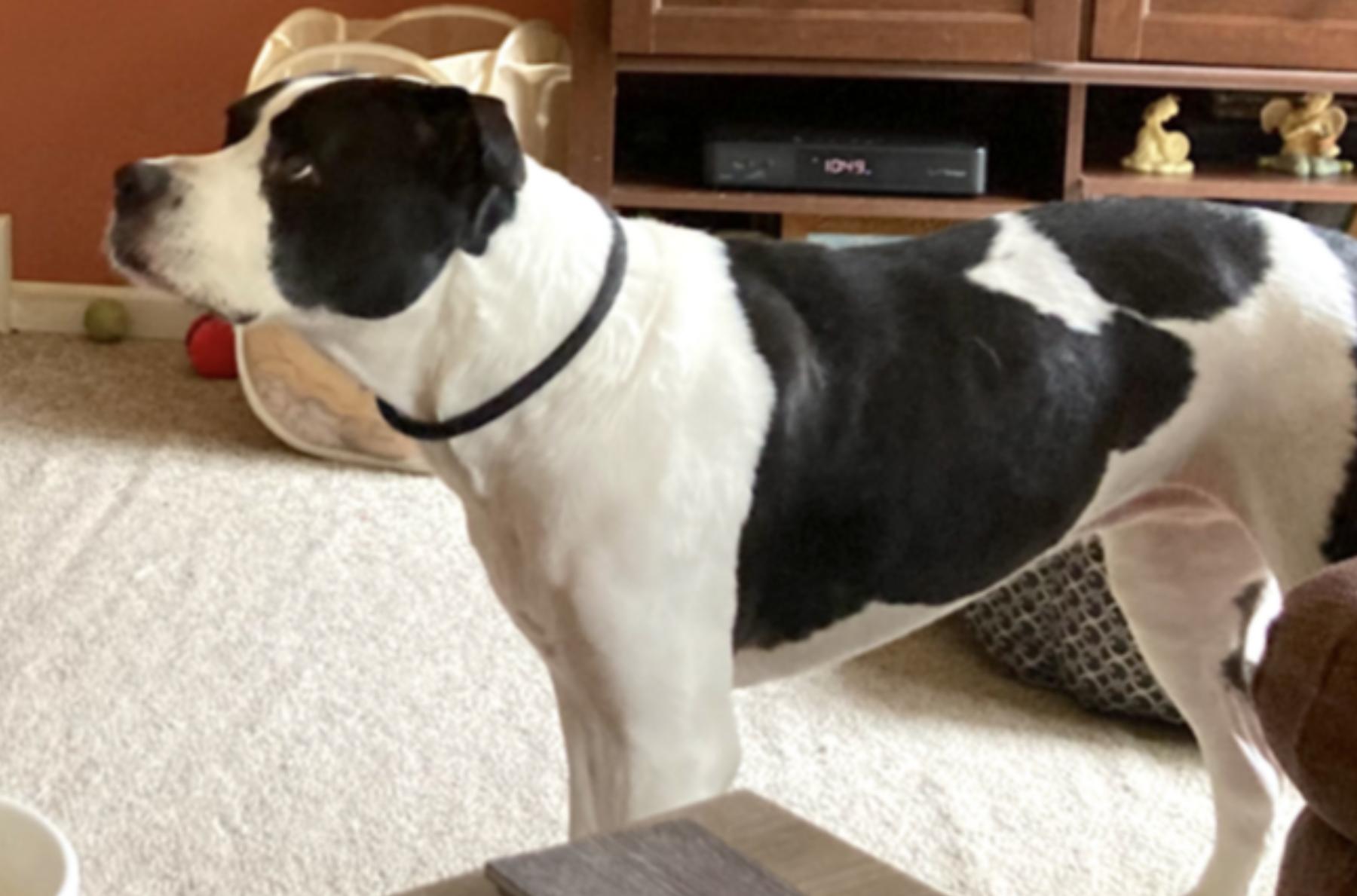 Enlarge Kalle, a Adoptable mixed breed in Virginia Beach, VA image 3/6