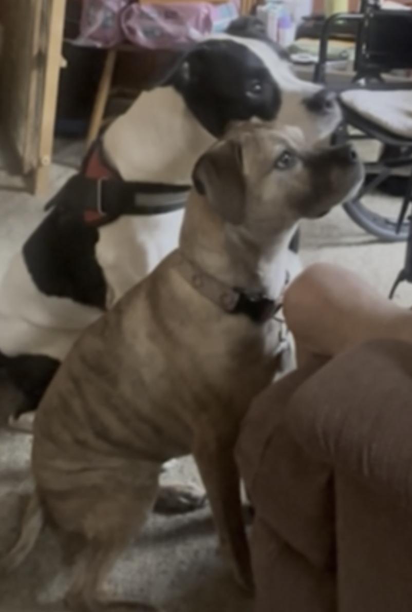 Kalle — thumbnail 4