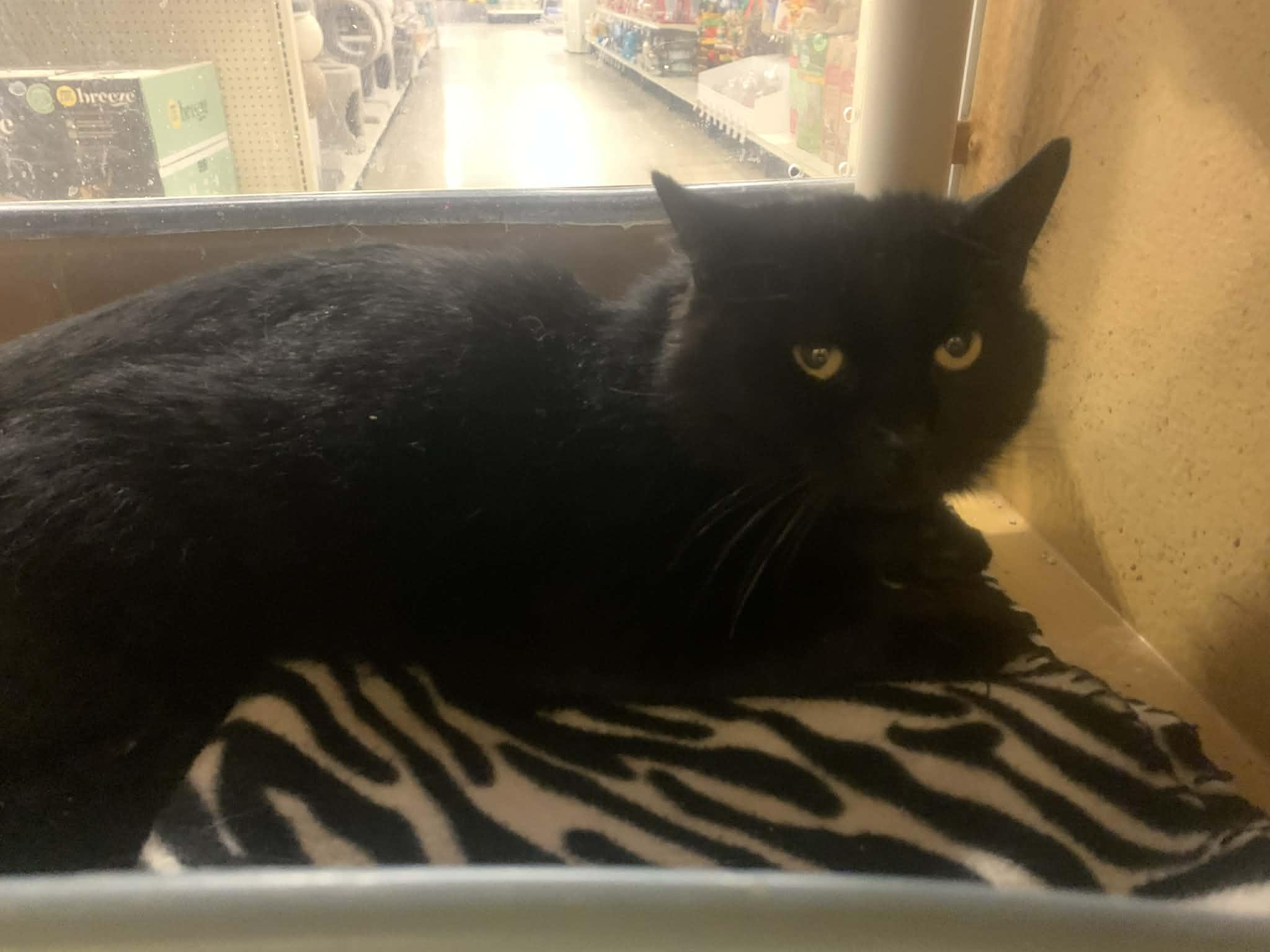 Enlarge Toby, a ADOPTABLE Domestic Medium Hair in Fredericksburg, VA image 1/4