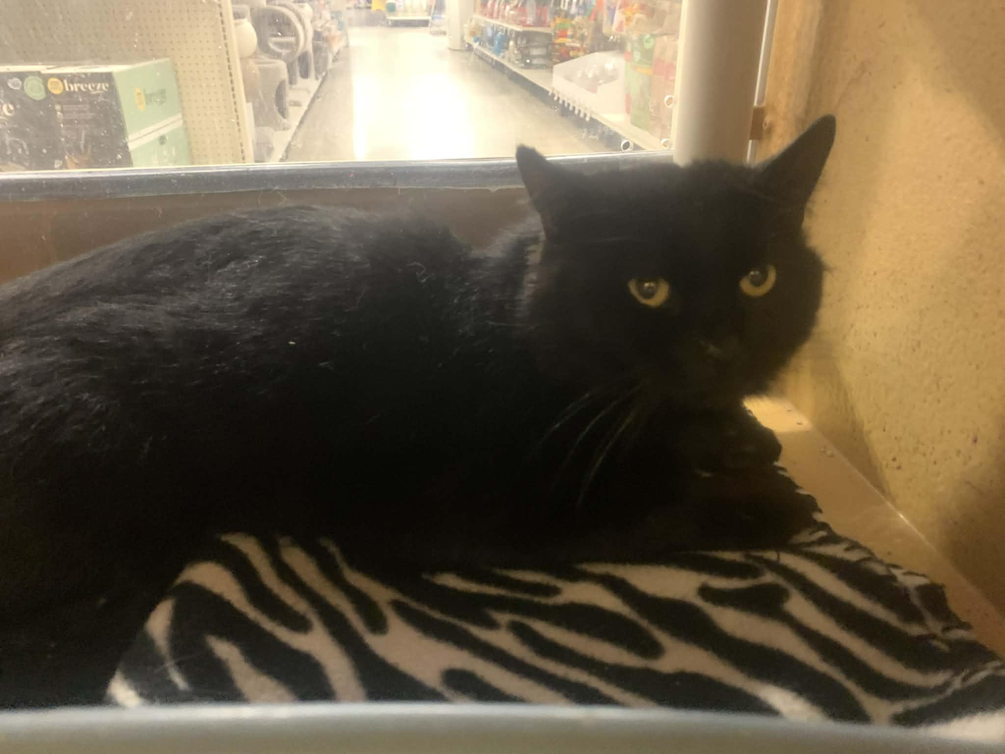 Enlarge Toby, a ADOPTABLE Domestic Medium Hair in Fredericksburg, VA image 2/4