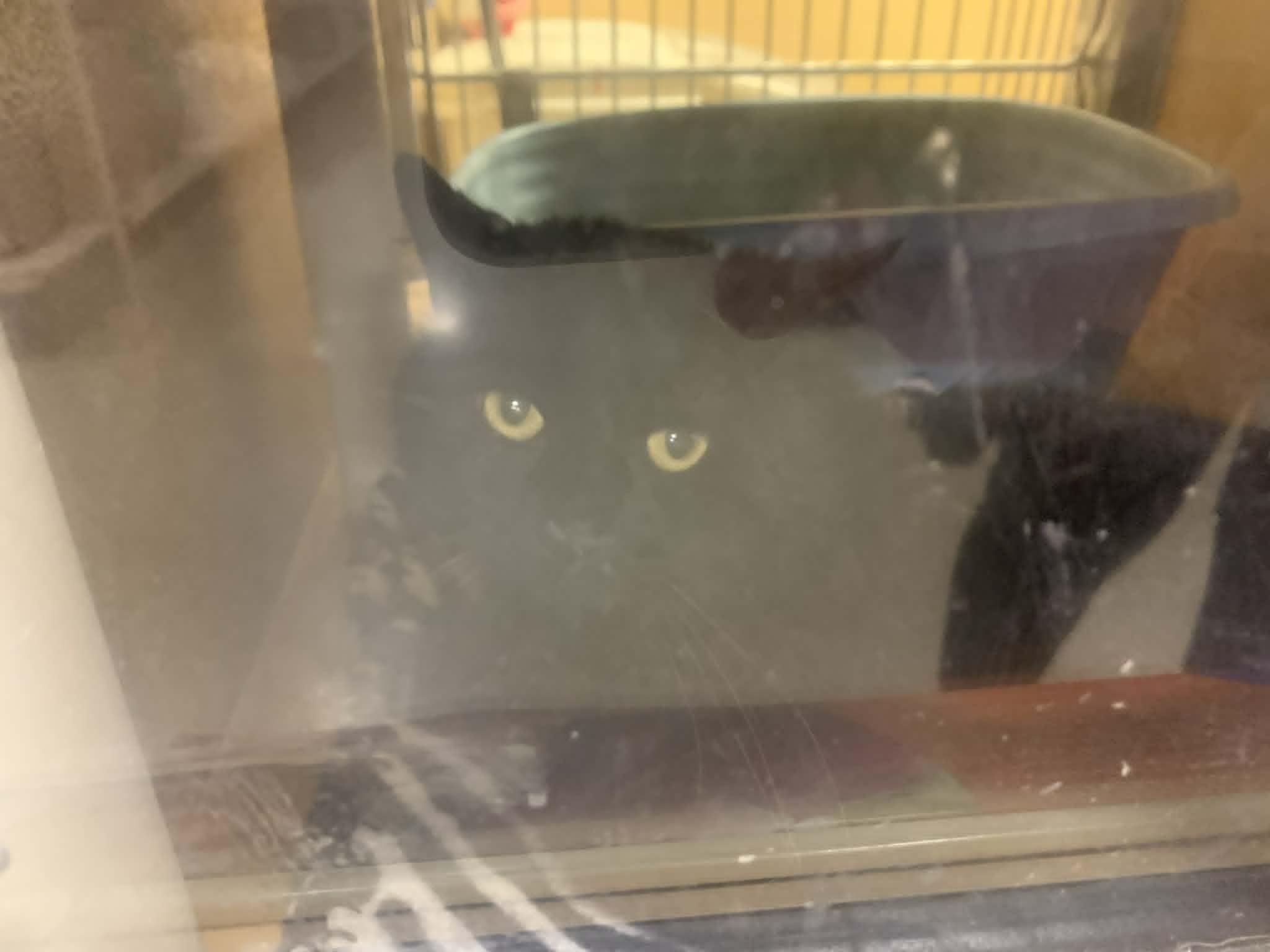 Enlarge Toby, a ADOPTABLE Domestic Medium Hair in Fredericksburg, VA image 3/4