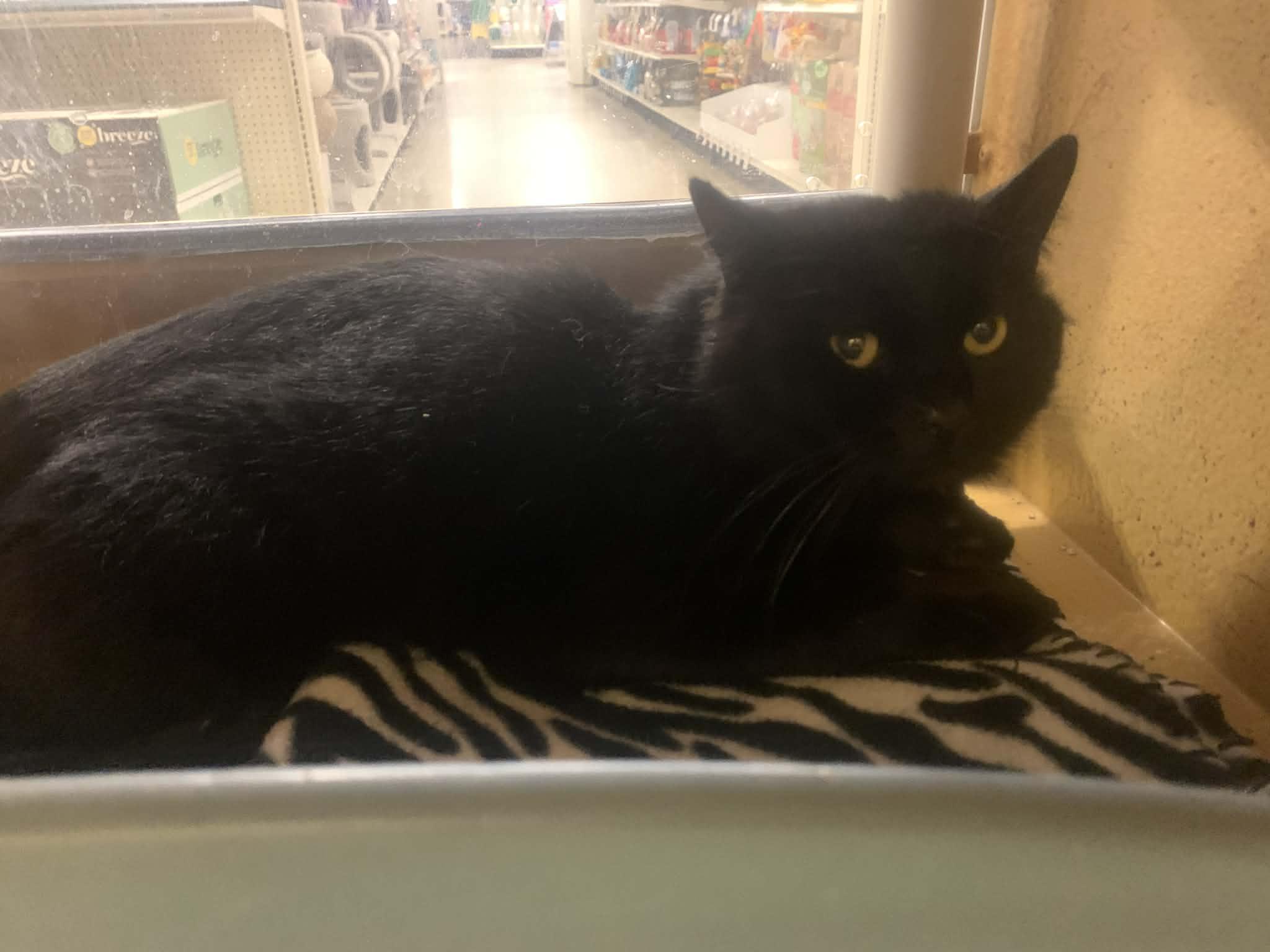 Enlarge Toby, a ADOPTABLE Domestic Medium Hair in Fredericksburg, VA image 4/4