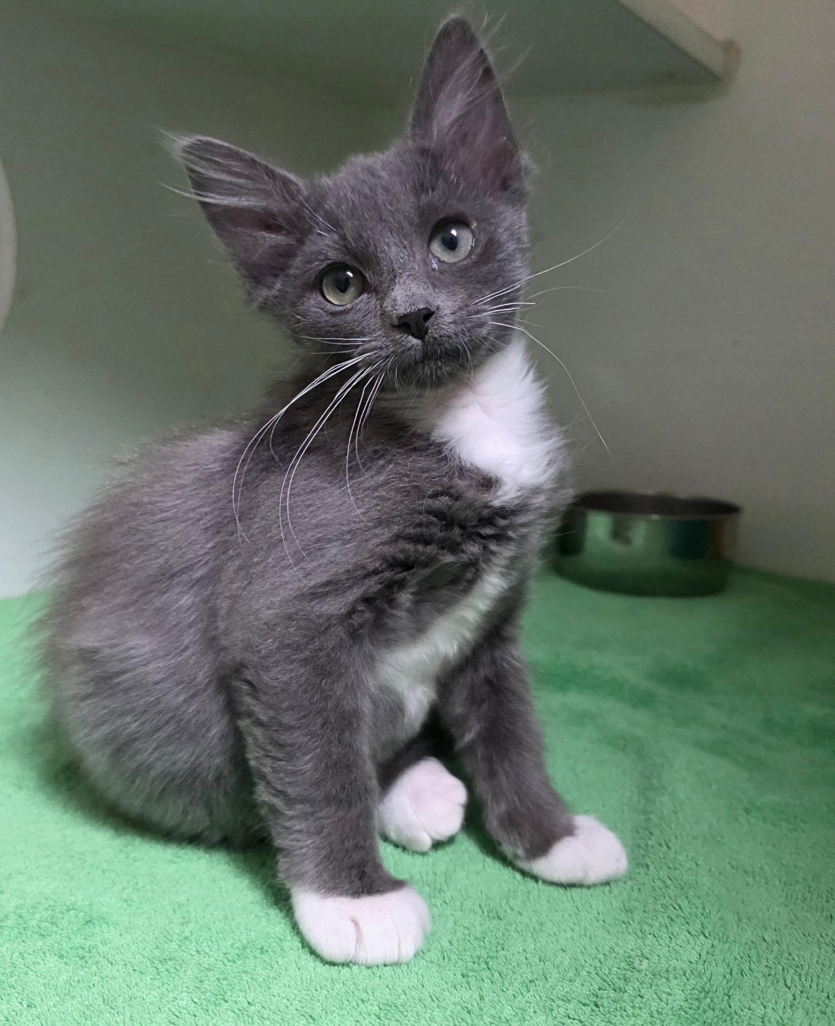 Hamilton, ADOPTABLE, Kitten Male Domestic Short Hair.