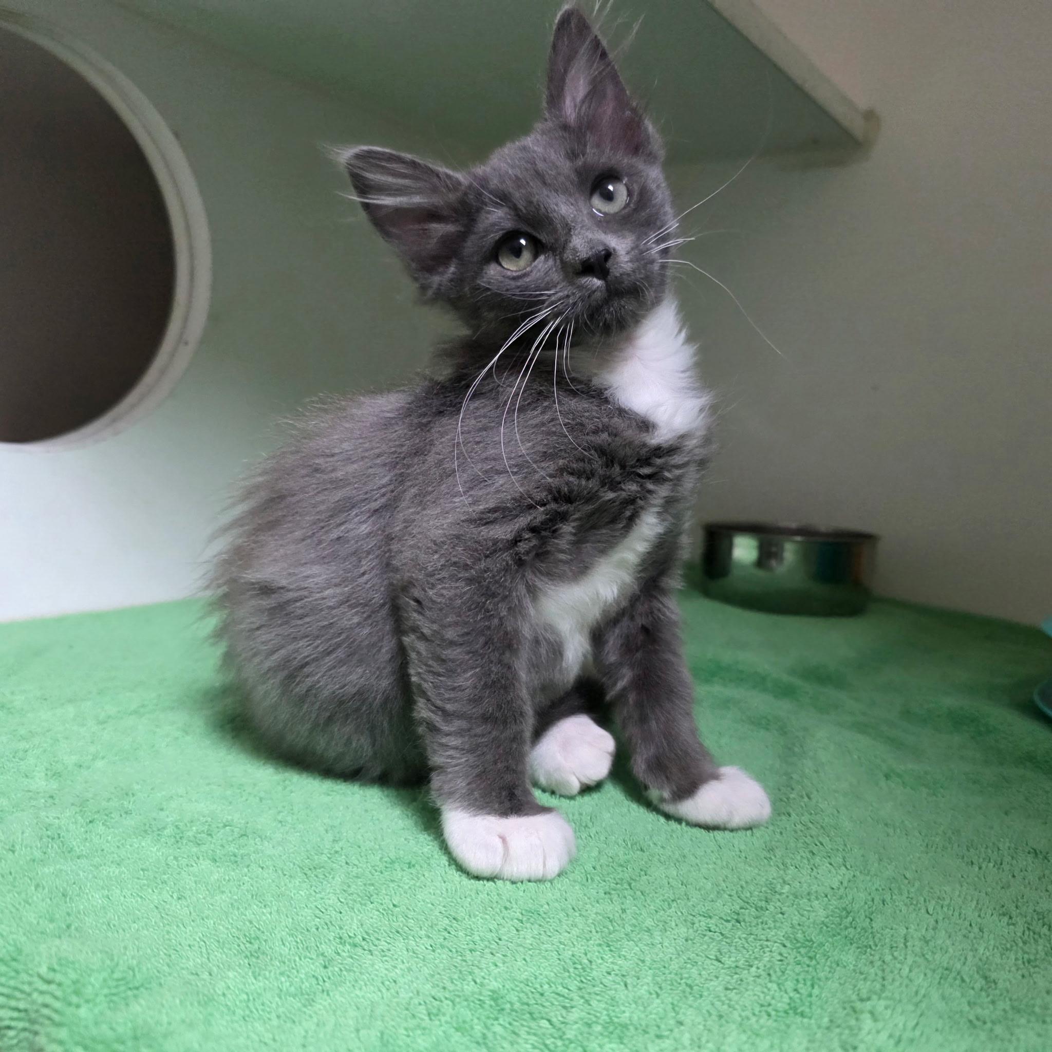 Hamilton, a ADOPTABLE Domestic Short Hair in Gainesville, FL image 2/3