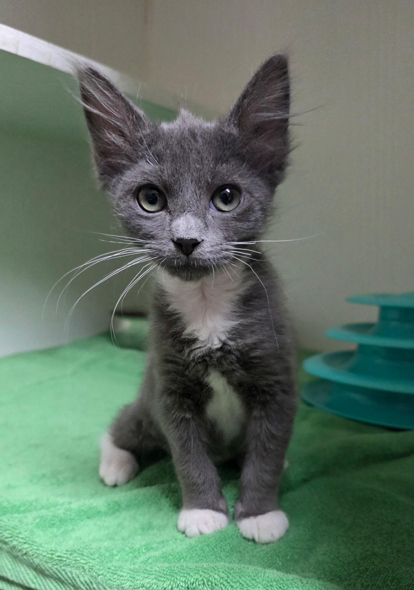 Hamilton, a ADOPTABLE Domestic Short Hair in Gainesville, FL image 3/3