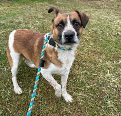 King, an adopted mixed breed in Danville, PA image 2/2