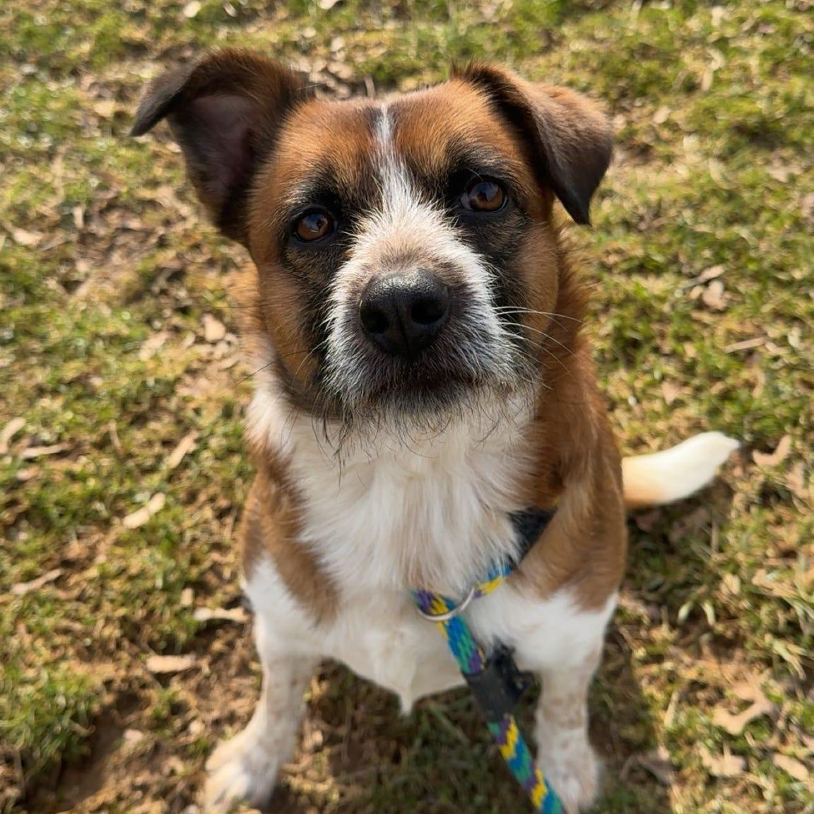 King, adopted, Adult Male Australian Cattle Dog / Blue Heeler.