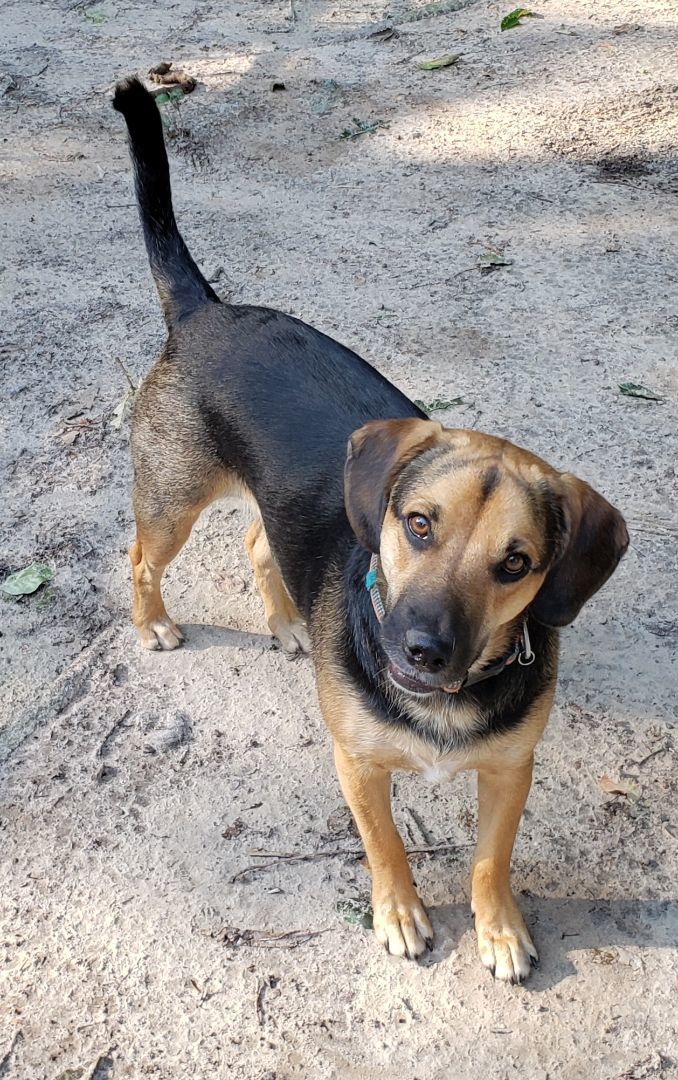 Dog for adoption Walnut, a Hound & Shepherd Mix in Suffolk, VA