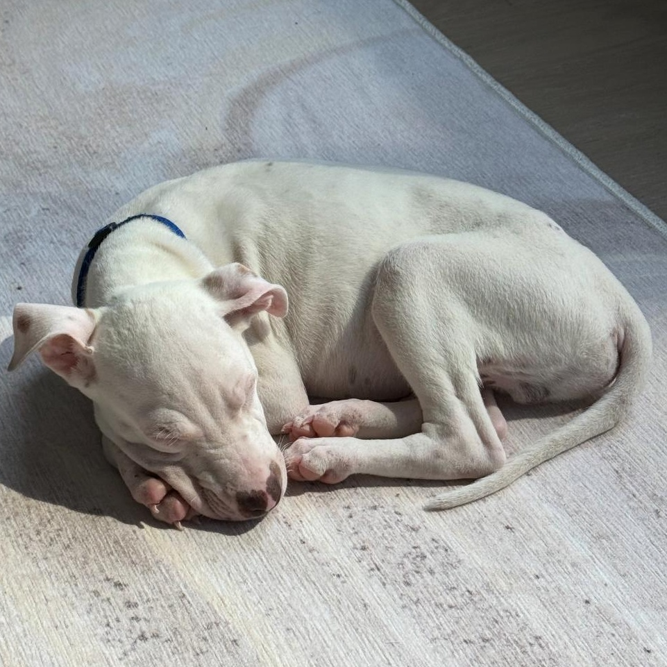 Dewey, The Curious Brother, a Adoptable mixed breed in Boston, MA image 5/6