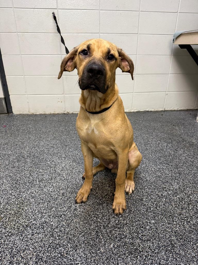 Enlarge Buster Brown, a Adoptable mixed breed in Tifton, GA image 1/6