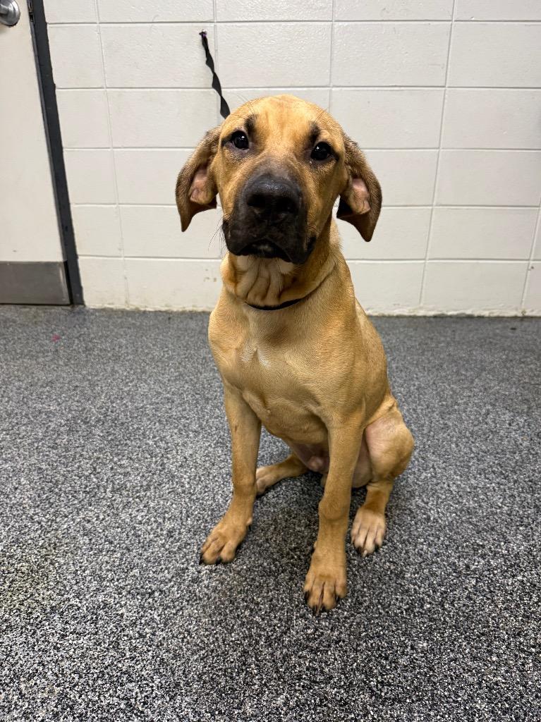 Enlarge Buster Brown, a Adoptable mixed breed in Tifton, GA image 2/6