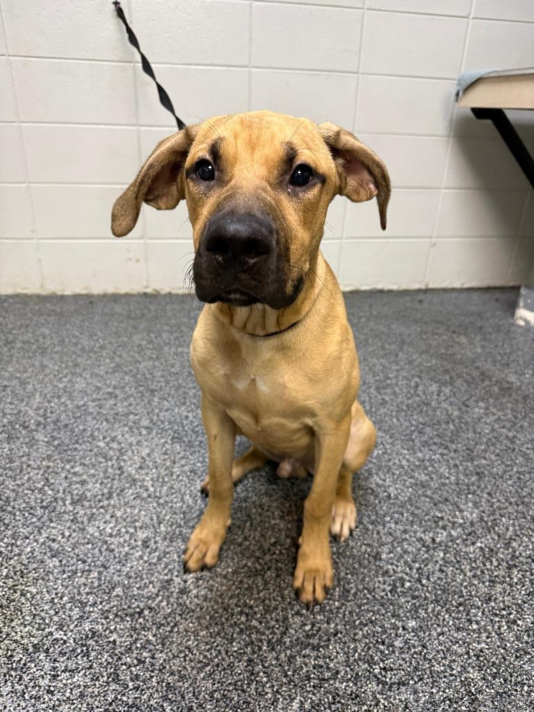 Enlarge Buster Brown, a Adoptable mixed breed in Tifton, GA image 3/6