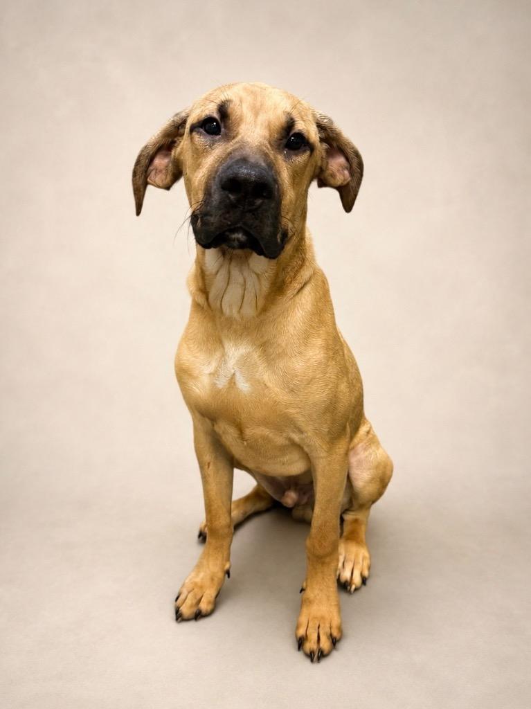 Enlarge Buster Brown, a Adoptable mixed breed in Tifton, GA image 4/6