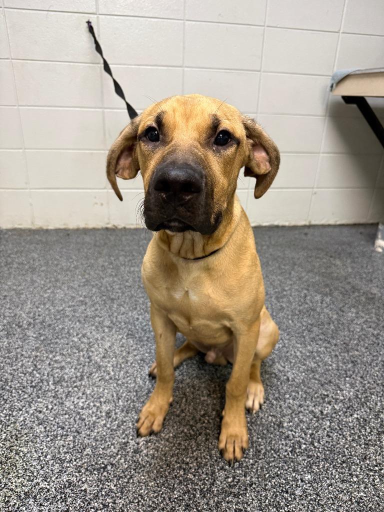 Enlarge Buster Brown, a Adoptable mixed breed in Tifton, GA image 5/6