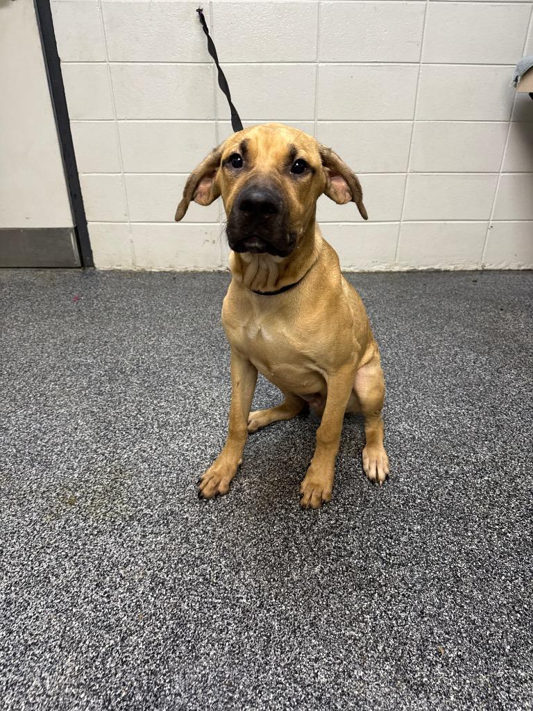 Enlarge Buster Brown, a Adoptable mixed breed in Tifton, GA image 6/6