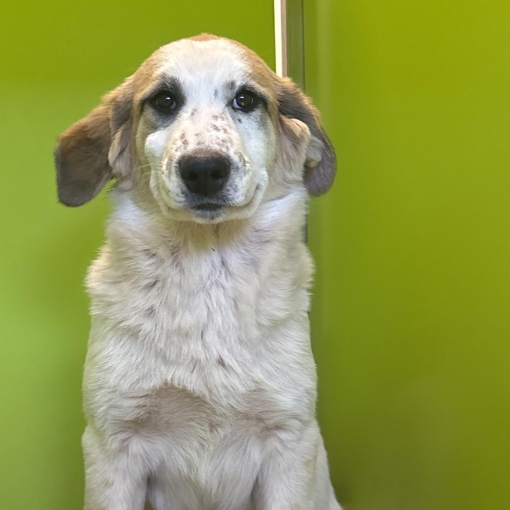 Enlarge Brenda, a Adoptable mixed breed in Tulsa, OK image 1/6