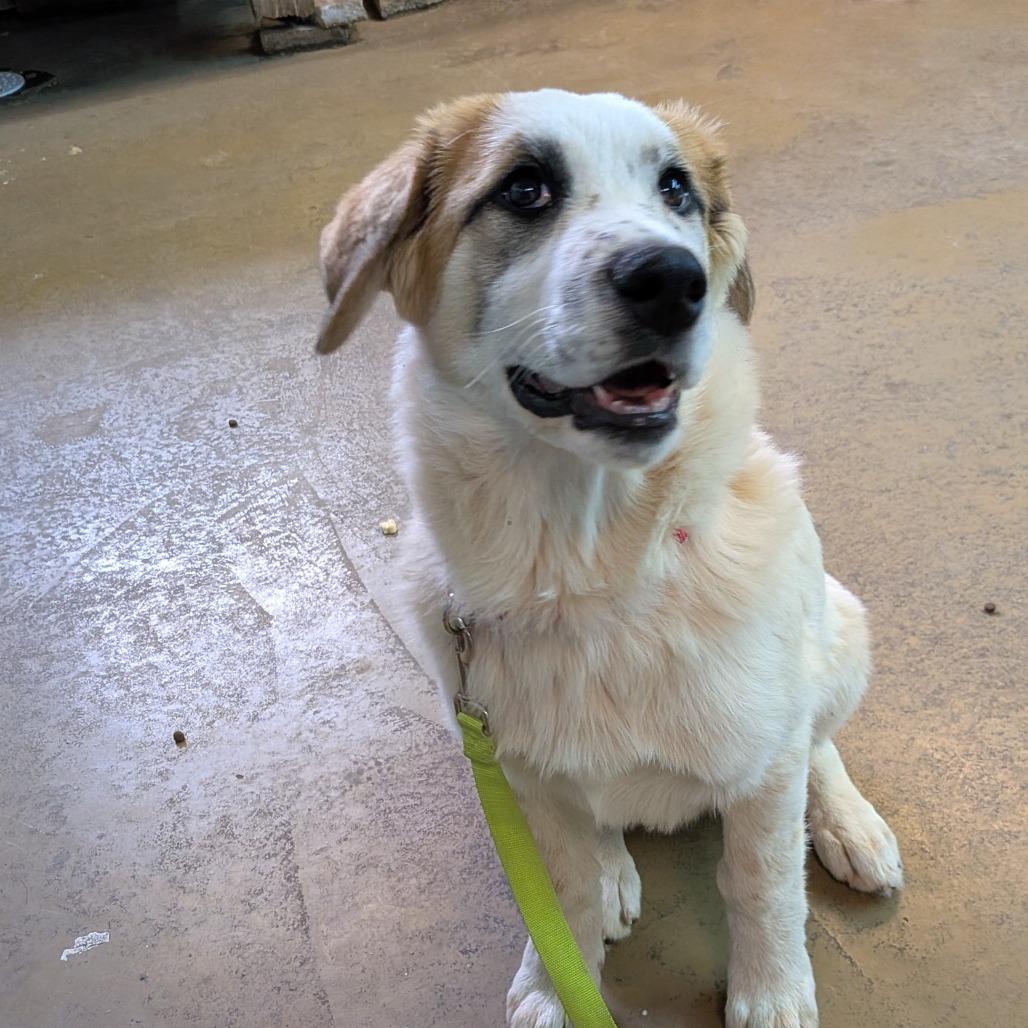 Enlarge Brenda, a Adoptable mixed breed in Tulsa, OK image 2/6