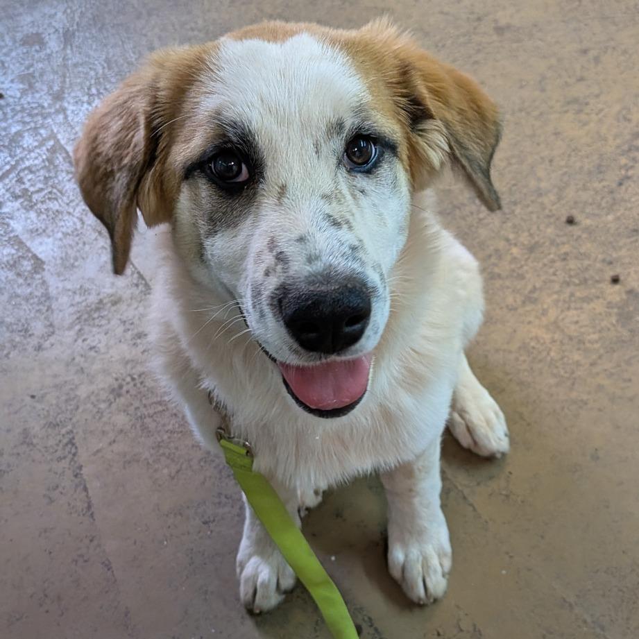 Enlarge Brenda, a Adoptable mixed breed in Tulsa, OK image 3/6