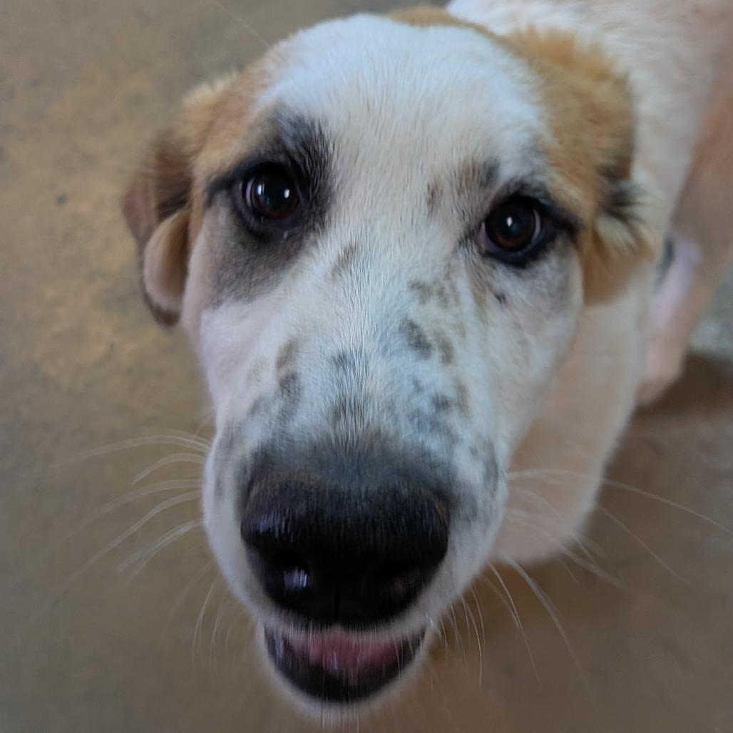 Enlarge Brenda, a Adoptable mixed breed in Tulsa, OK image 4/6