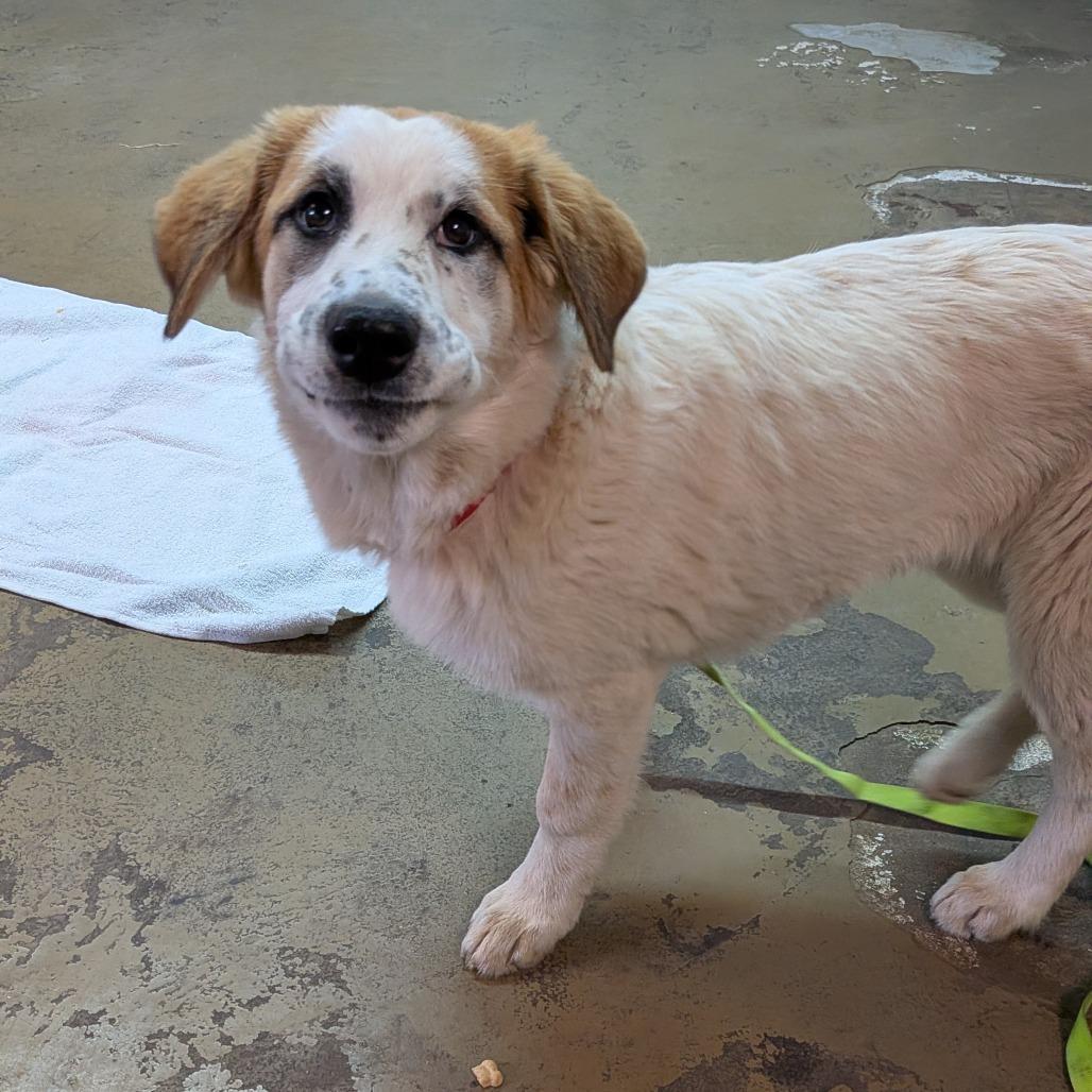 Enlarge Brenda, a Adoptable mixed breed in Tulsa, OK image 5/6