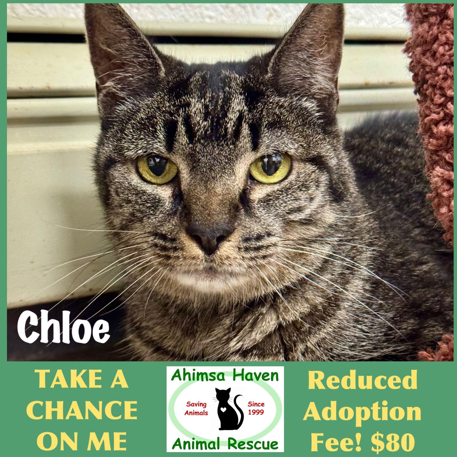 Enlarge Chloe, a Adopted Domestic Short Hair in Winchendon, MA image 2/3