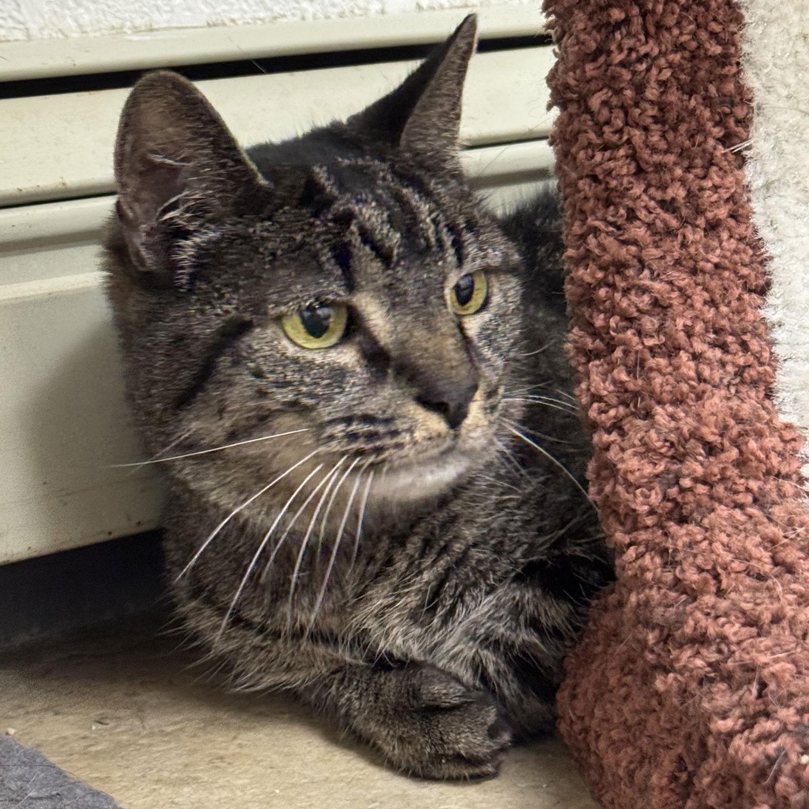 Enlarge Chloe, a Adopted Domestic Short Hair in Winchendon, MA image 3/3