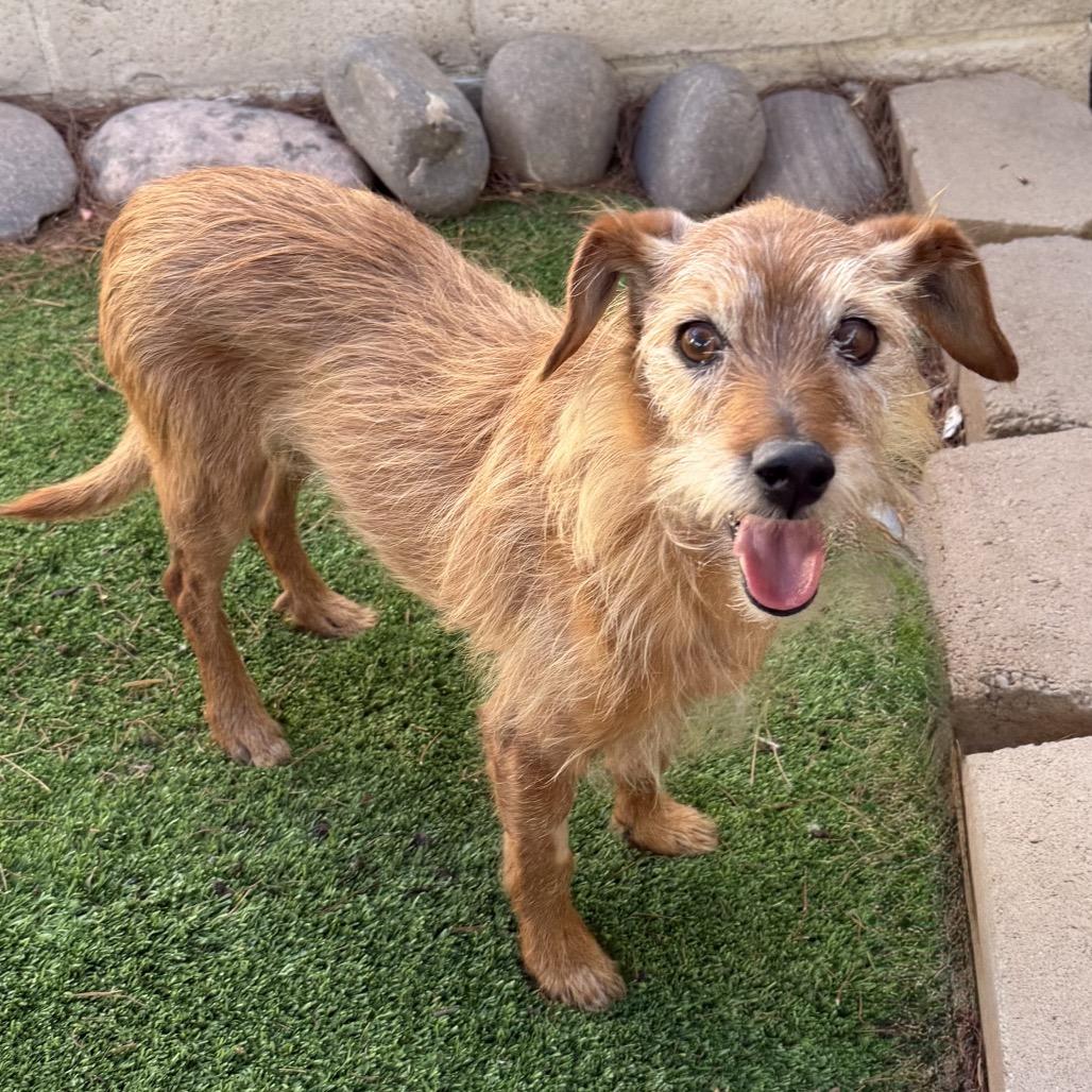 Enlarge Jefferson, a Adoptable mixed breed in Las Vegas, NV image 1/1