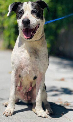 Enlarge AC-4888 "Serena", a ADOPTABLE Pit Bull Terrier in Conyers, GA image 1/1