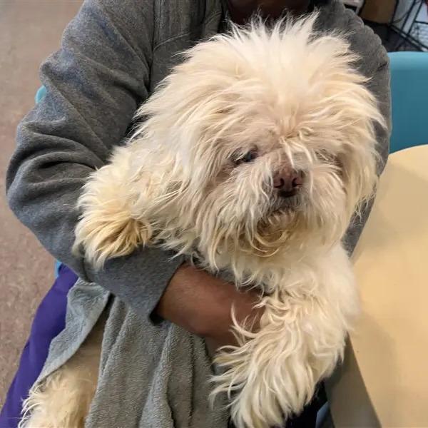 Bentley, Adoptable, Senior Male Pekingese.