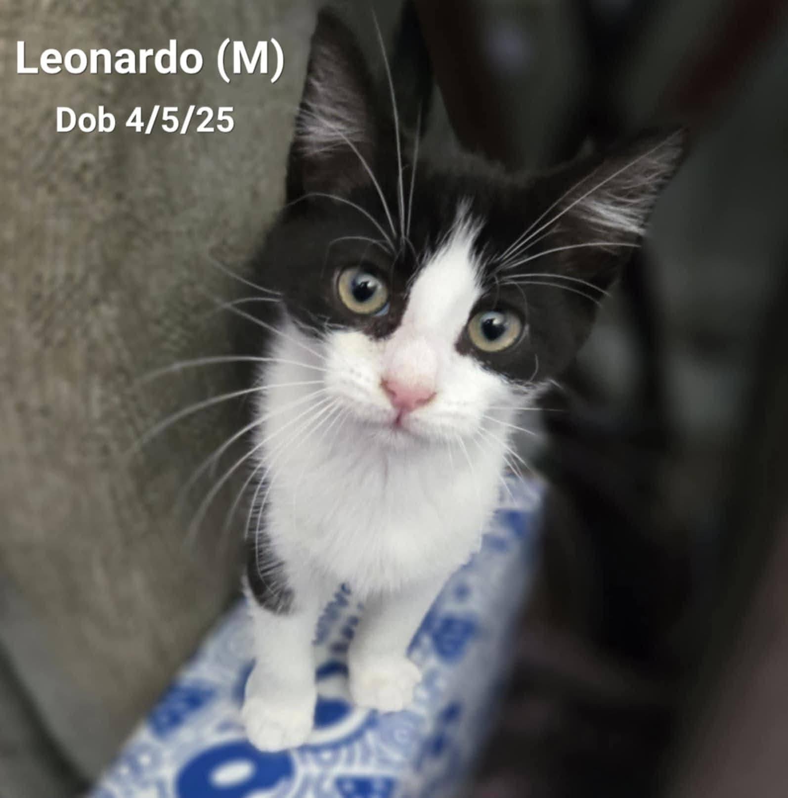 Leonardo