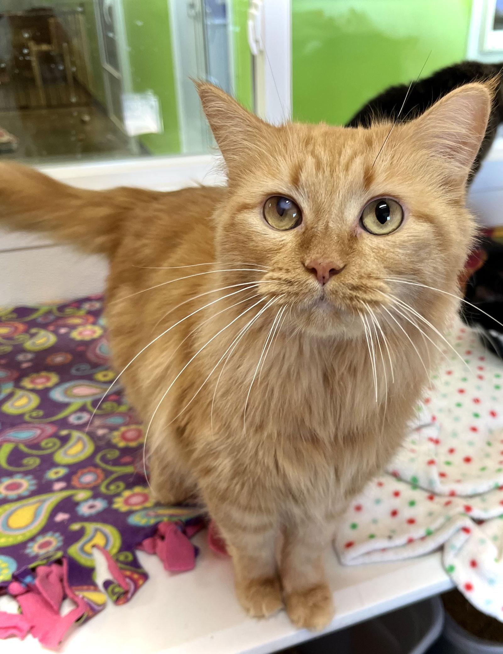 Jane Coldren, Adoptable, Adult Female Domestic Medium Hair.