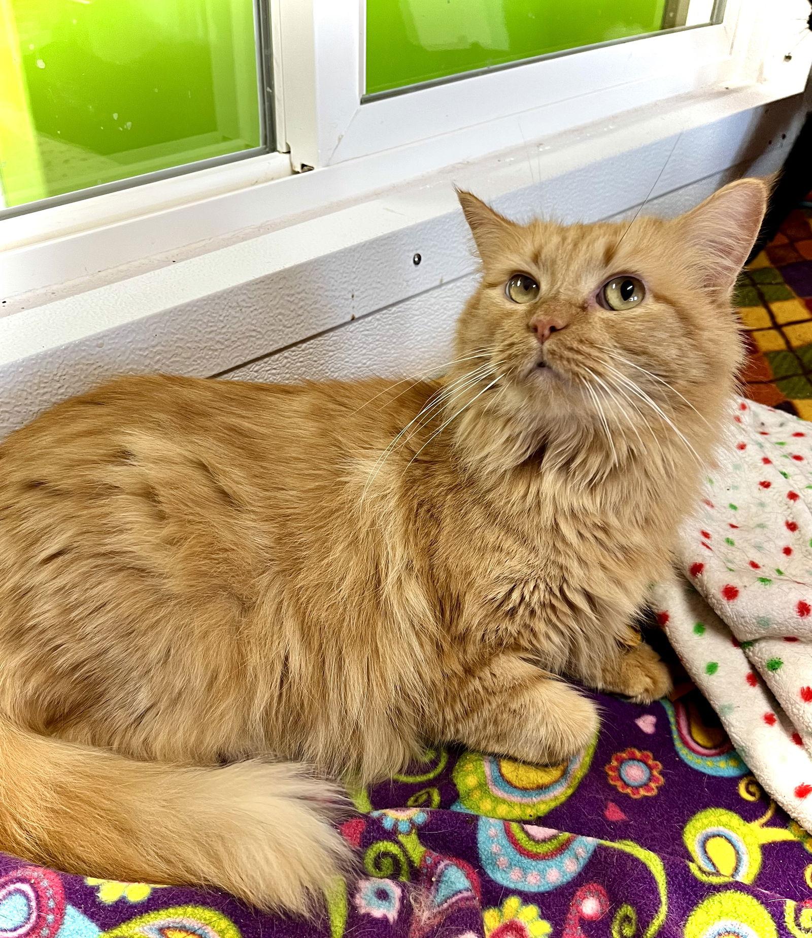 Enlarge Jane Coldren, a Adoptable Domestic Medium Hair in Estherville, IA image 2/3