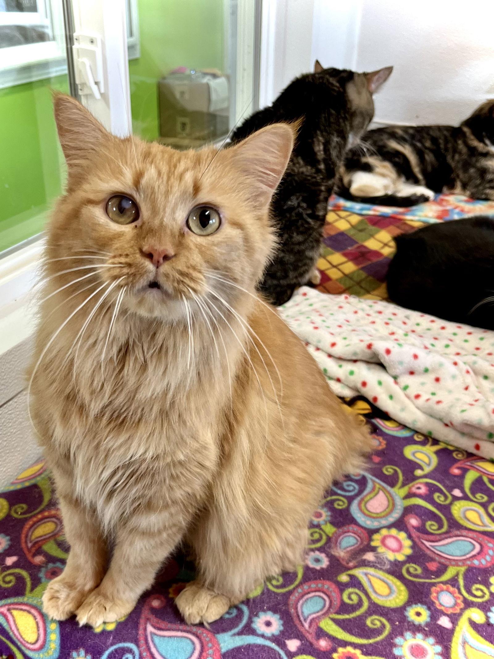 Enlarge Jane Coldren, a Adoptable Domestic Medium Hair in Estherville, IA image 3/3