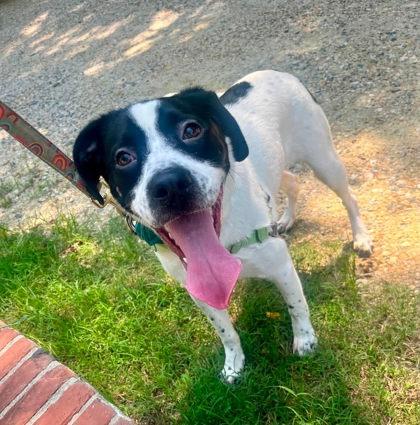 Enlarge Enoch, a Adopted mixed breed in Annapolis, MD image 1/2
