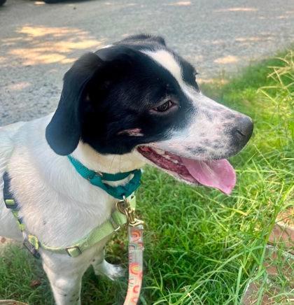 Enlarge Enoch, a Adopted mixed breed in Annapolis, MD image 2/2