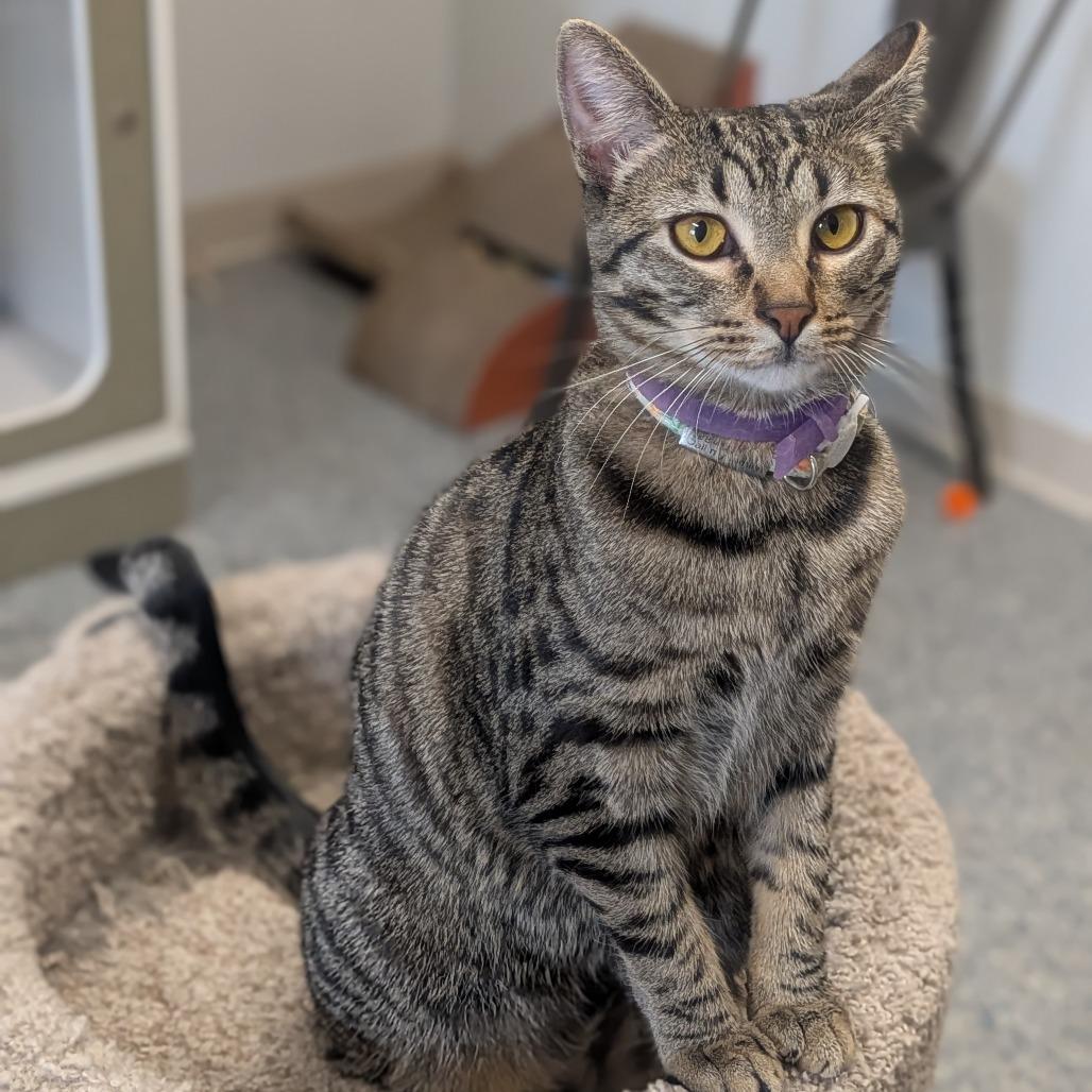 Enlarge Lil Baby, a Adoptable Domestic Short Hair in Prairie du Chien, WI image 1/2