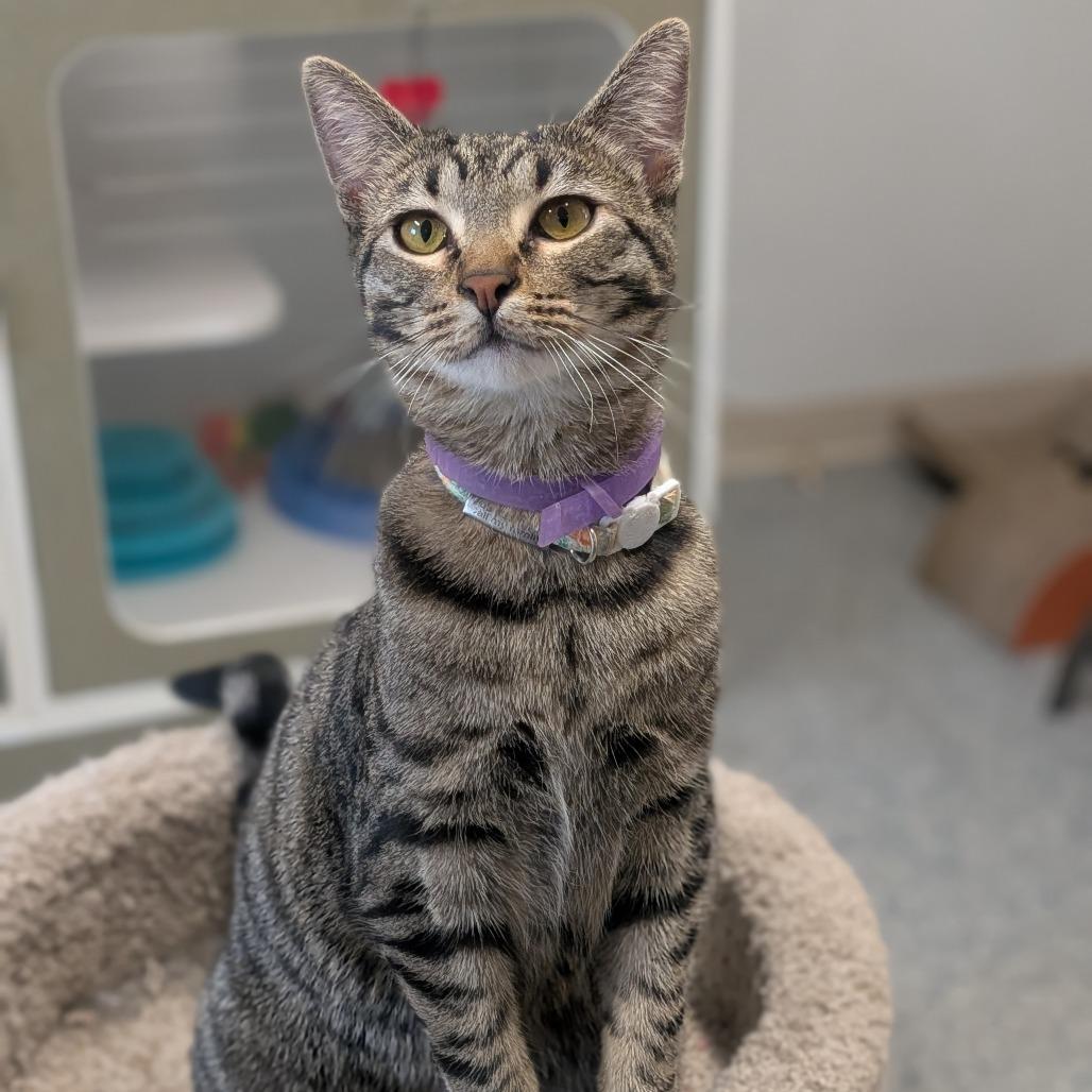 Enlarge Lil Baby, a Adoptable Domestic Short Hair in Prairie du Chien, WI image 2/2