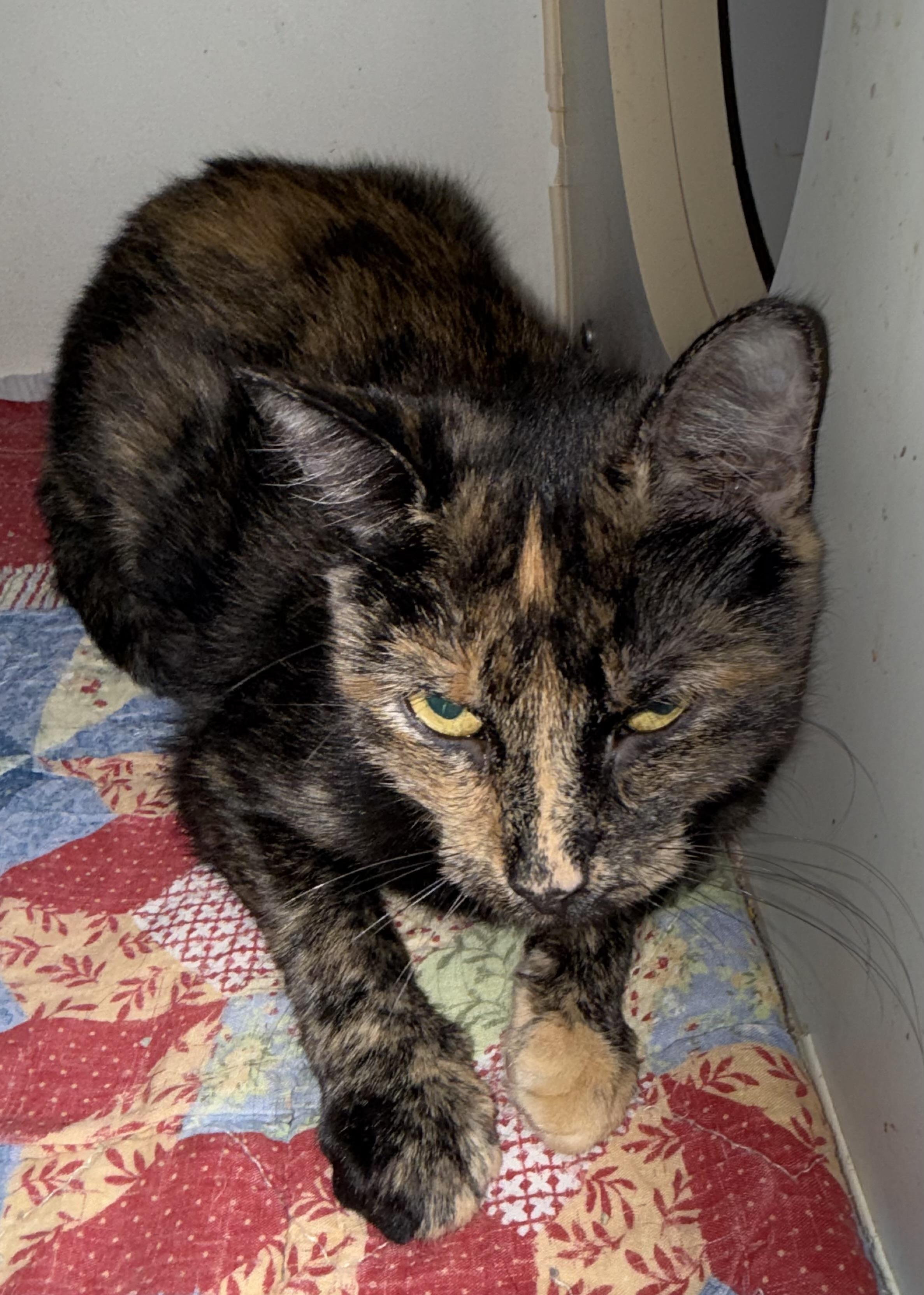Mary Jane, Adoptable, Adult Female Tortoiseshell.