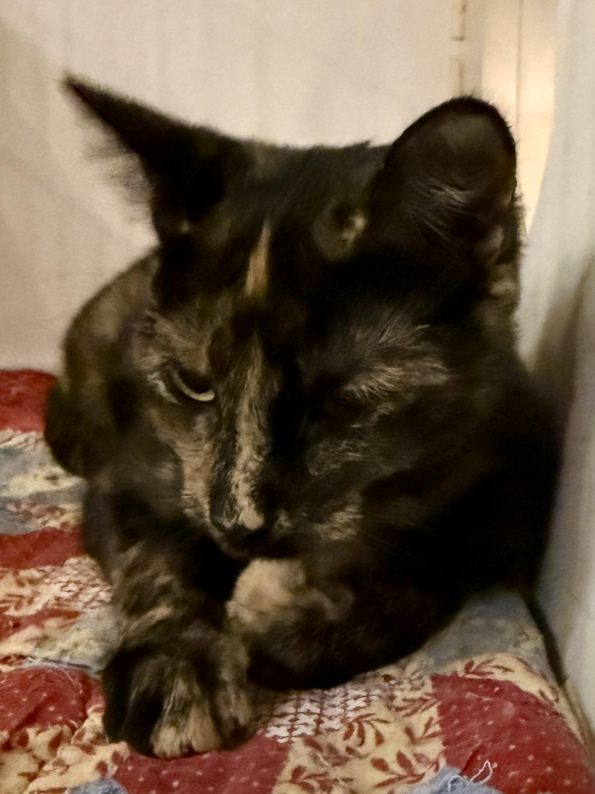 Enlarge Mary Jane, a Adoptable Tortoiseshell in Lake Ozark, MO image 2/2