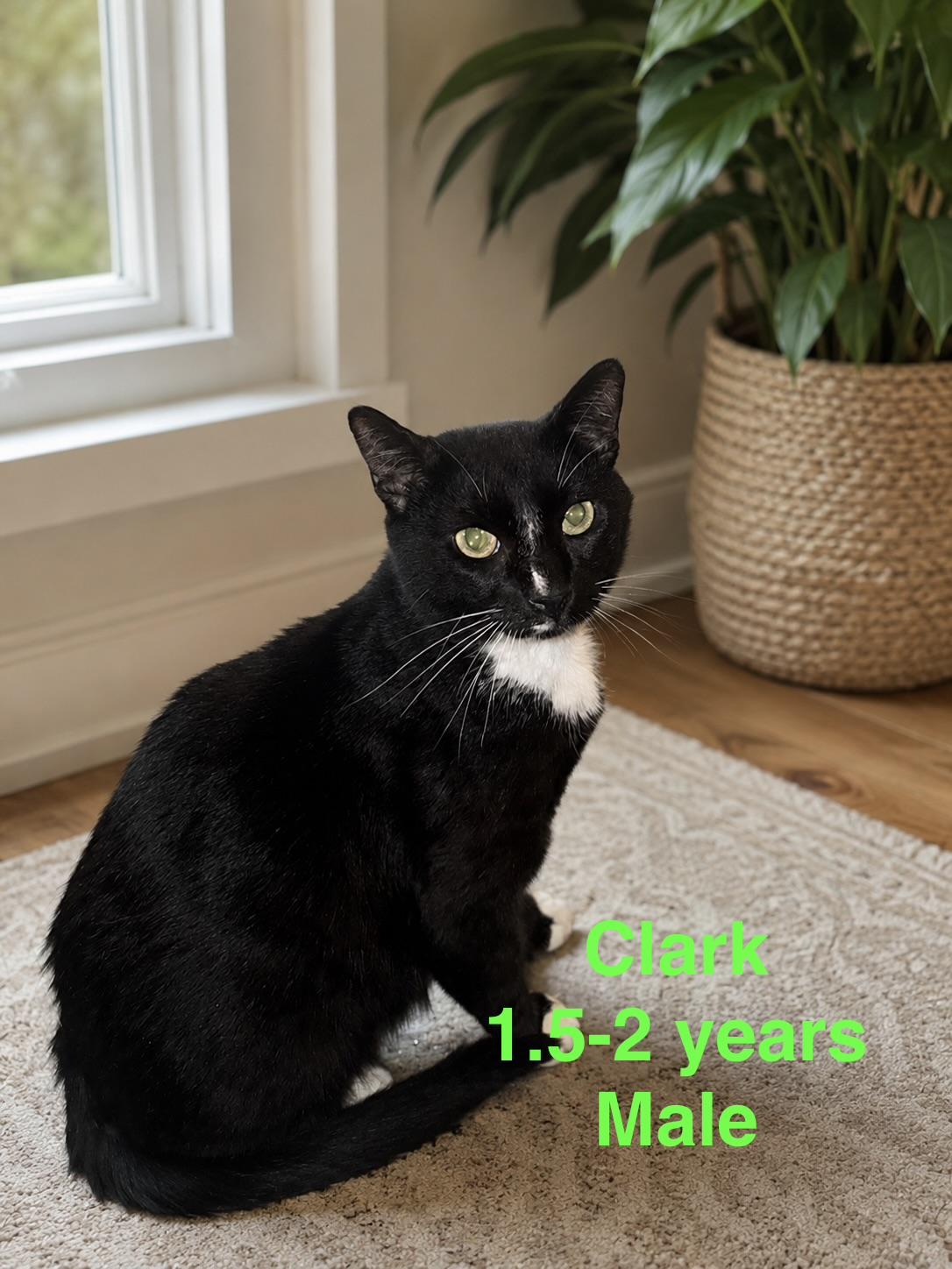Enlarge Clark, a ADOPTABLE Domestic Short Hair in Magnolia, TX image 1/1